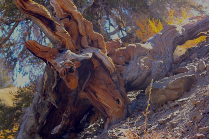 God can make Twisted Lives Straight